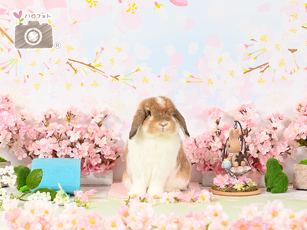 ハロフォト撮影会　桜咲く春