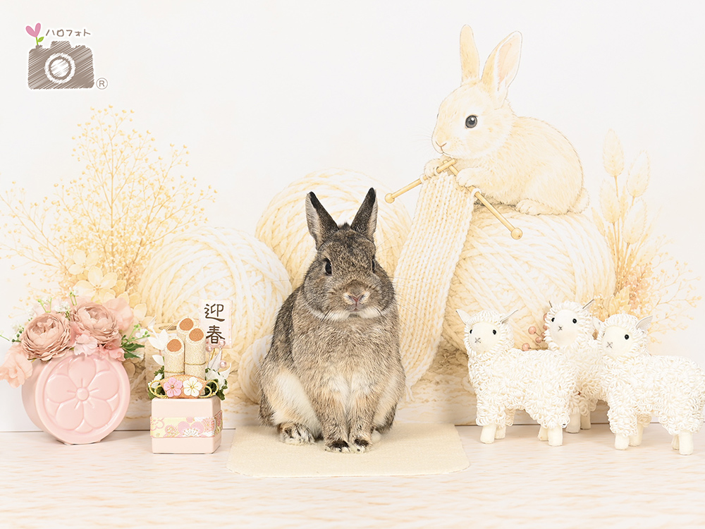 ハロフォト撮影会
