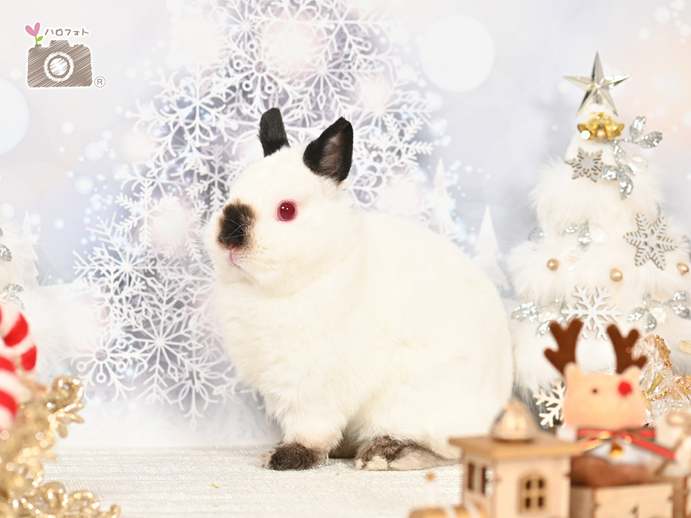 シャンパンクリスマス